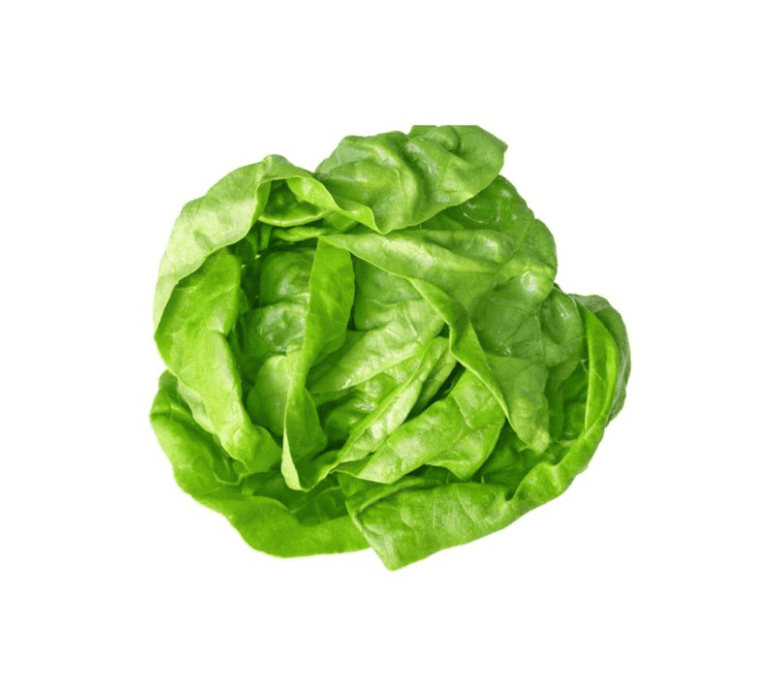 Салат Латук кочанный Бостон x24