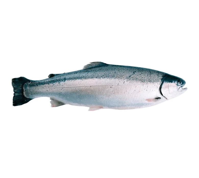 Охлажденная форель,  потрошеный