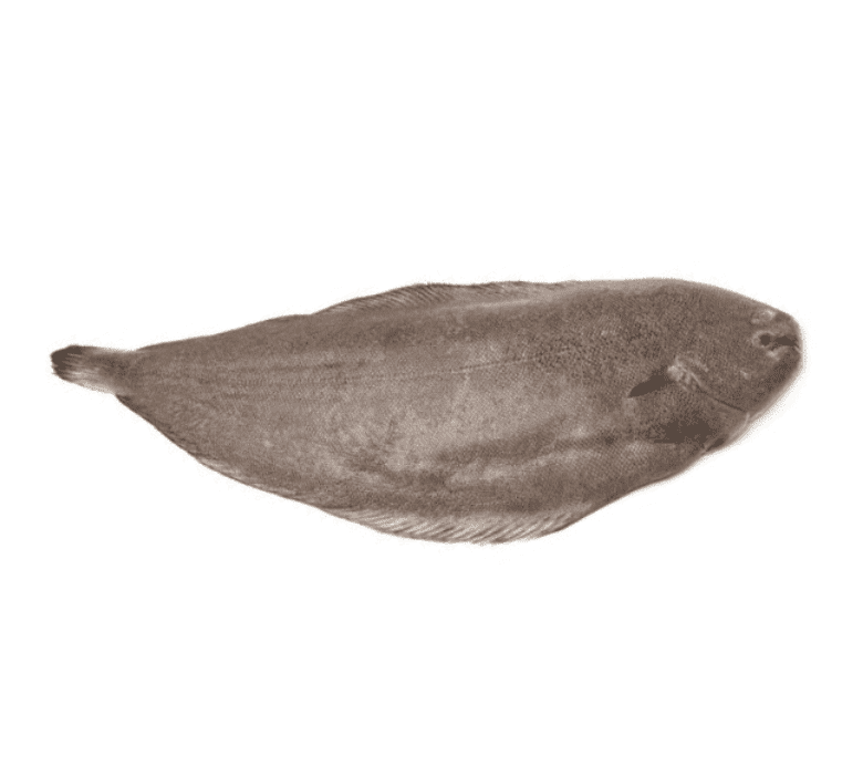 Морской язык 800-1000 гр